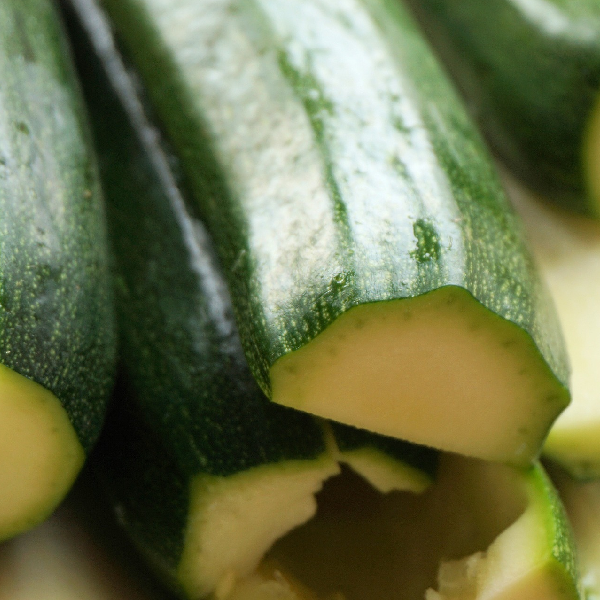 Black Beauty Zucchini. Image of zucchini from Chatham Gardens Seeds. Vegetable image.
