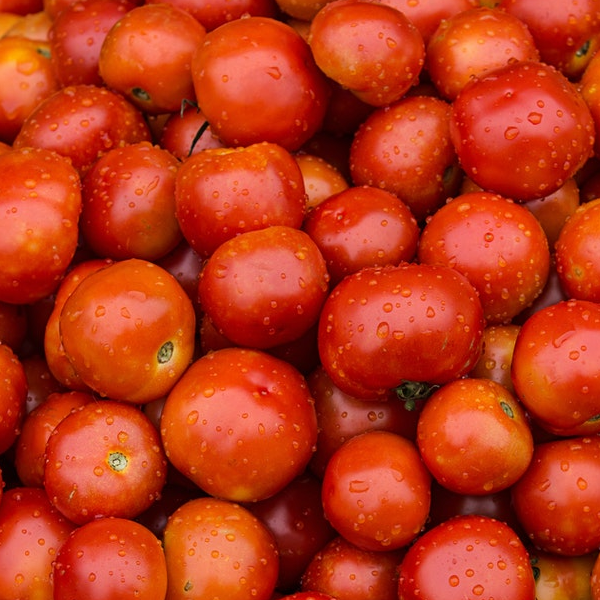 Bonny Best Tomatoes.  Image of tomatoes from Chatham Gardens Seeds.  Vegetable image.