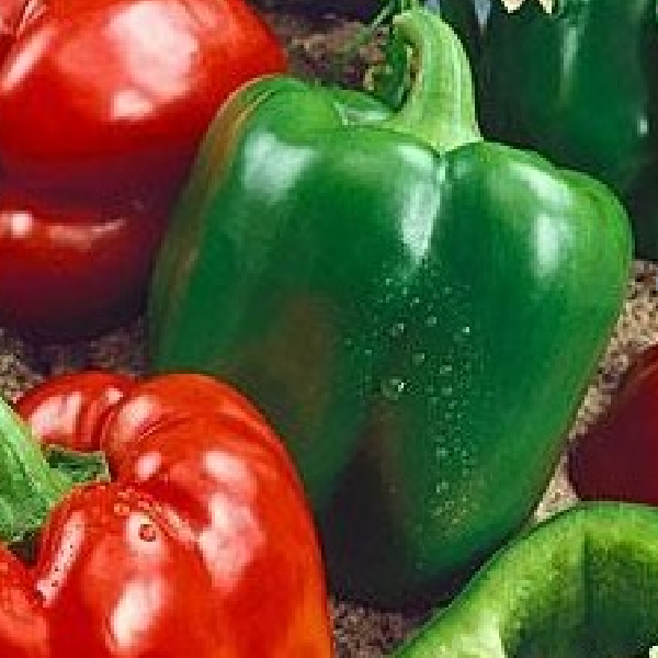 California Wonder Pepper. Image of green and red peppers from Chatham Gardens Seeds. Vegetable image.