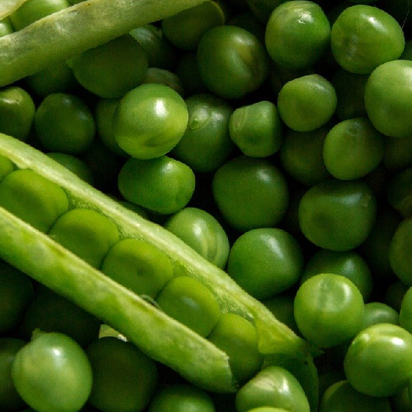 Homesteader Pea.  Image of green peas from Chatham Gardens Seeds.  Vegetable image.