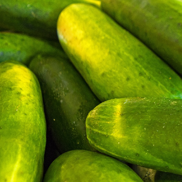 Marketmore 76 cucumber.  Image of cucumbers from Chatham Gardens Seeds.  Vegetable image.