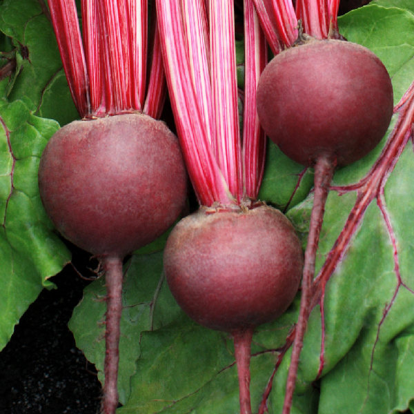 Detroit Dark Red Beet