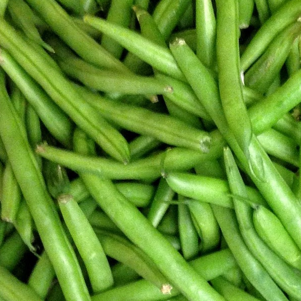 Tendergreen Bush Bean.  Image of green beans from Chatham Gardens Seeds.  Vegetable image.