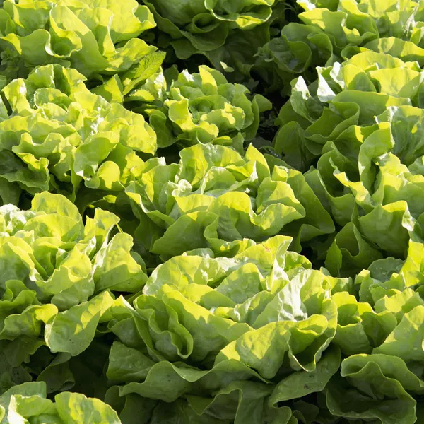 Buttercrunch Lettuce.  Image of lettuce from Chatham Gardens Seeds.  Vegetable image.