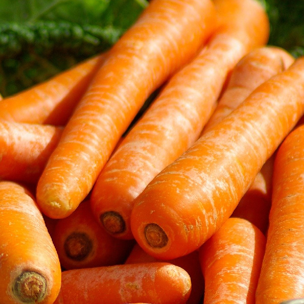 Scarlet Nantes Carrot.  Image of carrots from Chatham Gardens Seeds.  Vegetable image.